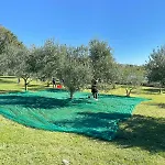 Beach House Beta With Pool, Jacuzzi, Playground & Bbq In An Olive Grove With A Beach, Pomer - Istria